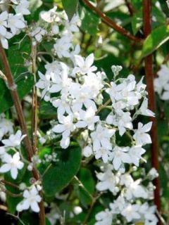 Deutzia gracilis