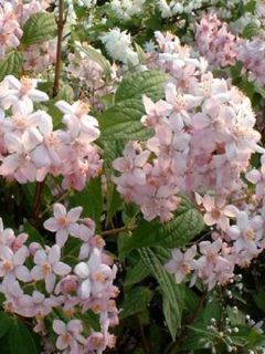 Deutzia  'Mont Rose'