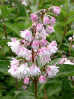 Deutzia scabra 'Plena'