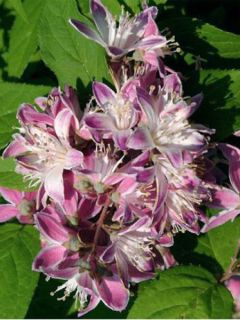 Deutzia  'Strawberry Fields'