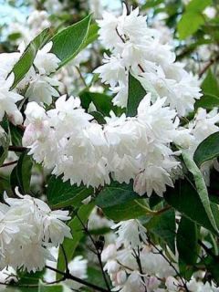 Deutzia x magnifica 
