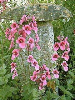 Diascia fetcaniensis 