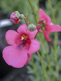 Diascia integerrima