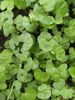 Dichondra repens - Dichondra rampant