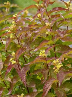 Diervilla 'Kodiak Orange'