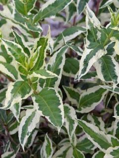 Diervilla sessilifolia 'Cool Splash'®