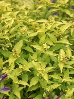 Diervilla rivularis Honeybee