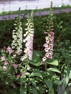 Digitale, Gant de Notre dame