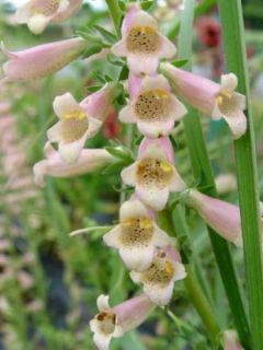 Digitalis Glory of Roundway - Digitale