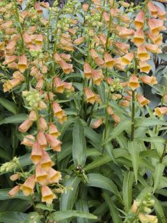 Digitale 'Goldcrest Waldigone'