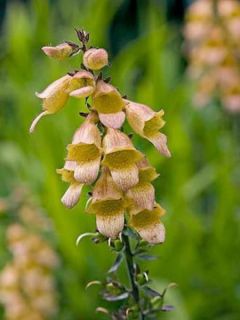 Digitalis Spice Island - Digitale 