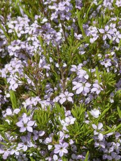 Diosmée 'Pink Fountain'