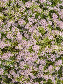 Diosmée 'Sunset Gold'