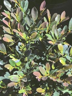 Distylium 'Coppertone'