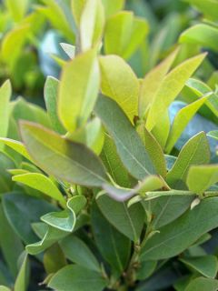 Distylium 'Vintage Jade'