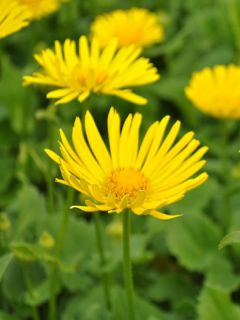 Doronic du Caucase 'Little Leo'