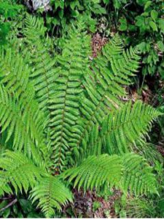 Dryopteris crassirhizoma