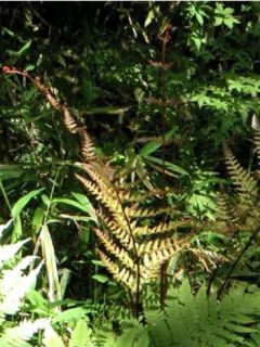 Dryopteris erythrosora