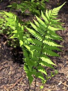 Fougère, Dryopteris goldieana