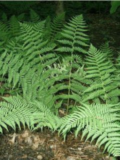 Fougère, Dryopteris marginalis