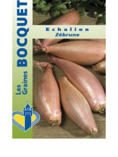 Echalion Zébrune - Vilmorin