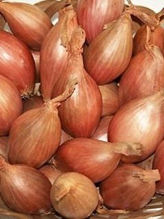 Echalote certifiée 'Longor'
