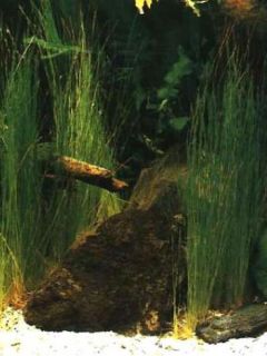 Eleocharis acicularis 