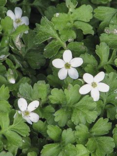 Ellisiophyllum pinnatum