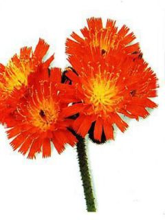 Hieracium aurantiacum - Epervière