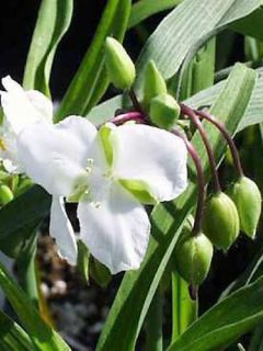 Ephémère de Virginie Innocence - Tradescantia x andersoniana Innocence 