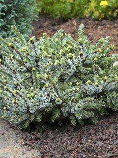 Épicéa de Serbie 'Kamenz' Épicéa de Serbie 'Kamenz'