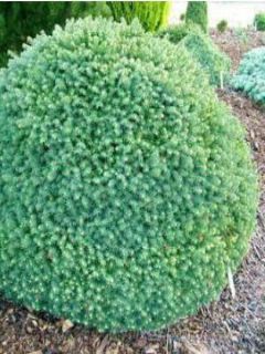 Picea omorika Karel - Epicea de Serbie Picea omorika Karel - Epicea de Serbie