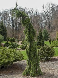 Épicéa de Serbie 'Pendula Bruns' Épicéa de Serbie 'Pendula Bruns'