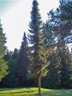 Picea omorika - Épicéa de Serbie Picea omorika - Épicéa de Serbie