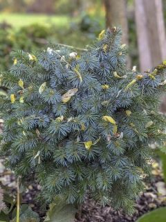 Épicéa de Sitka 'Midget' Épicéa de Sitka 'Midget'