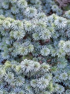 Épicéa de Sitka - Picea sitchensis Nana Épicéa de Sitka - Picea sitchensis Nana