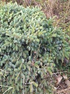 Picea mariorika (x) Machala - Epicéa nain mariorika Picea mariorika (x) Machala - Epicéa nain mariorika