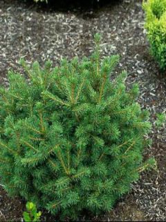 Picea abies Maxwellii - Epicea commun nain Picea abies Maxwellii - Epicea commun nain