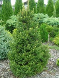 Épicéa commun - Picea abies Will's Zwerg Épicéa commun - Picea abies Will's Zwerg