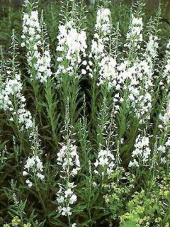 Épilobe, Laurier de Saint-Antoine 'Album'