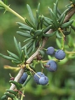 Épine-vinette à feuilles étroites