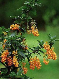 Épine-vinette de Darwin