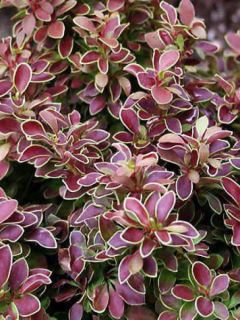 Épine-vinette de Thunberg 'Admiration'®