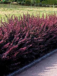 Épine-vinette de Thunberg 'Atropurpurea'