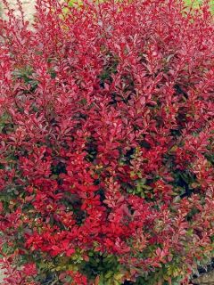 Épine-vinette de Thunberg 'Lutin Rouge'