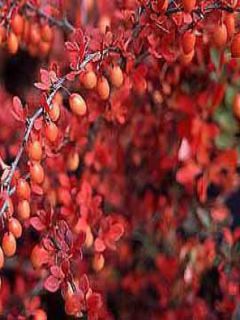 Épine-vinette de Thunberg