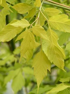 Érable à feuille de frène dorée