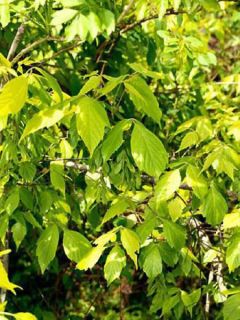 Érable à feuille de frêne - Acer negundo