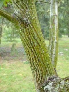 Érable à peau de serpent