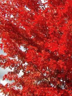 Acer x freemanii Autumn Blaze - Erable de Freeman